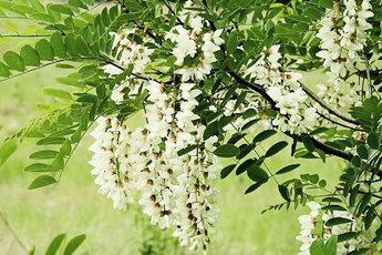 Акация белая, робиния псевдоакация, или ложноакация - aptechka.org