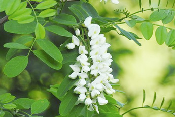 Акация белая, робиния псевдоакация, или ложноакация - aptechka.org