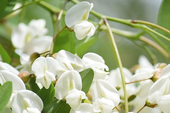 Акация белая, робиния псевдоакация, или ложноакация - aptechka.org