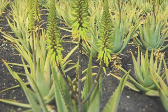 Алоэ древовидное - aptechka.org