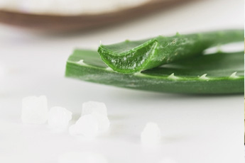 Алоэ древовидное - aptechka.org