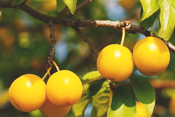 Алыча, или слива растопыренная - aptechka.org