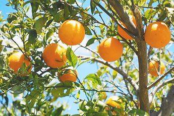 Апельсин - aptechka.org