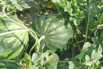 Арбуз обыкновенный - aptechka.org