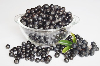 Арония черноплодная, или рябина черноплодная - aptechka.org