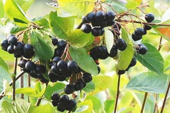 Арония черноплодная, или рябина черноплодная - aptechka.org