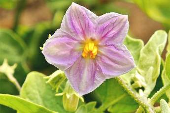 Баклажан - aptechka.org