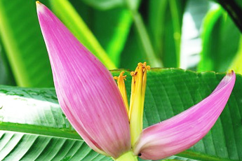 Банан культурный - aptechka.org