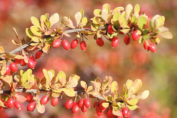 Барбарис обыкновенный - aptechka.org