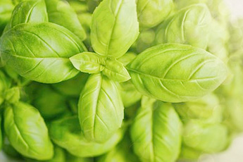 Базилик обыкновенный - aptechka.org