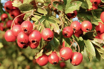 Боярышник - aptechka.org