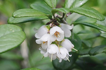 Брусника - aptechka.org