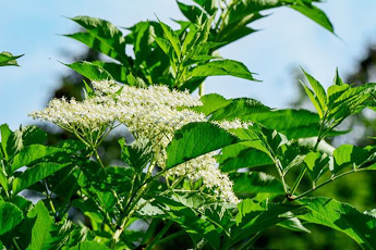 Бузина черная - aptechka.org