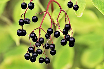 Бузина черная - aptechka.org