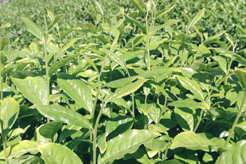 Чай китайский - aptechka.org