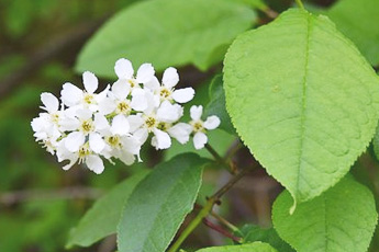 Черемуха обыкновенная - aptechka.org