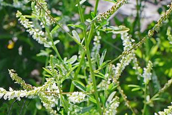 Донник лекарственный - aptechka.org