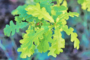 Дуб обыкновенный - aptechka.org