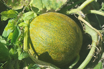 Дыня обыкновенная, или столовая - aptechka.org