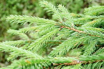 Ель обыкновенная - aptechka.org