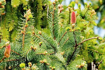 Ель обыкновенная - aptechka.org