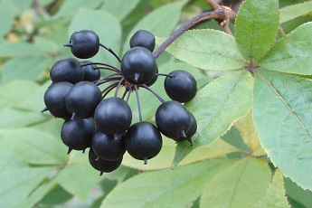 Элеутерококк колючий - aptechka.org