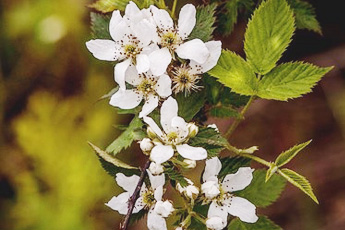 Ежевика сизая - aptechka.org