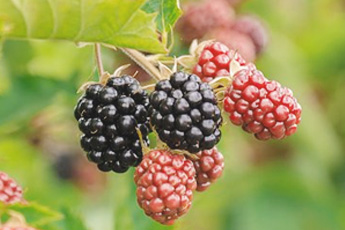 Ежевика сизая - aptechka.org