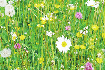 Лекарственные растения, произрастающие как сорняки - aptechka.org