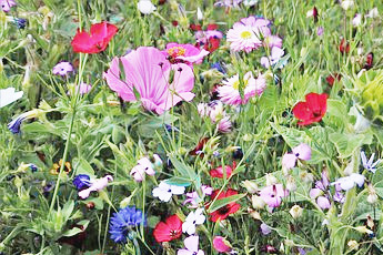 Отличительные признаки лекарственных растений и сходных видов - aptechka.org