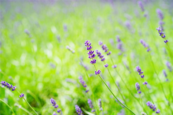 Как экономно и рационально собирать лекарственные растения - aptechka.org