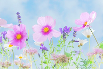 Растения, исцеляющие сады и огороды - aptechka.org