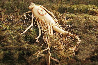Корень женьшеня - aptechka.org