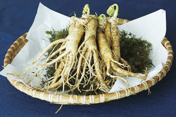 Корень женьшеня - aptechka.org