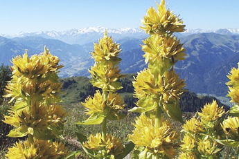 Горечавка желтая - aptechka.org