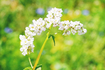 Гречиха посевная - aptechka.org