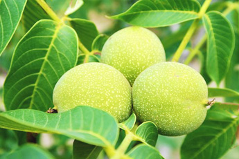 Грецкий орех - aptechka.org