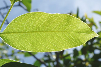 Грецкий орех - aptechka.org