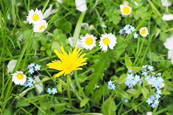 Выращивание лекарственных растений - aptechka.org