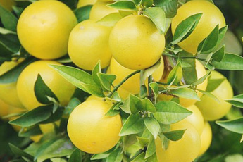 Грейпфрут - aptechka.org