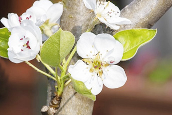 Груша обыкновенная, или домашняя - aptechka.org