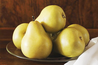 Груша обыкновенная, или домашняя - aptechka.org