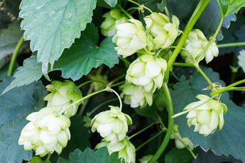 Хмель обыкновенный - aptechka.org