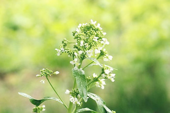 Хрен обыкновенный - aptechka.org