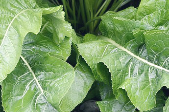 Хрен обыкновенный - aptechka.org