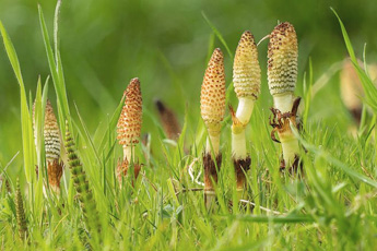 Хвощ полевой - aptechka.org