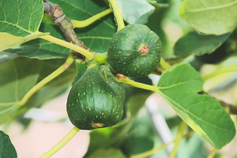 Инжир садовый, или смоковница - aptechka.org