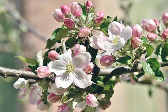 Яблоня домашняя - aptechka.org