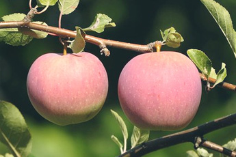 Яблоня домашняя - aptechka.org