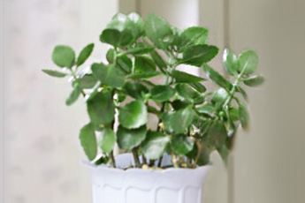 Каланхоэ перистое - aptechka.org